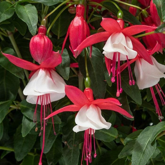 Fuchsia 'Windchimes Red & White' ~ Windchimes® Red & White Fuchsia-ServeScape
