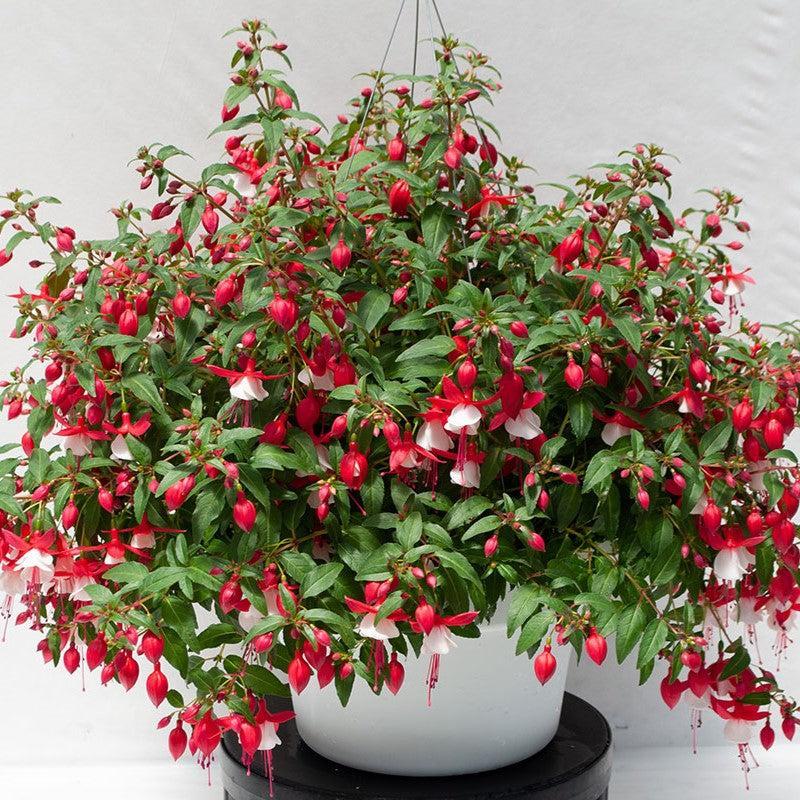 Fuchsia 'Windchimes Red & White' ~ Windchimes® Red & White Fuchsia-ServeScape