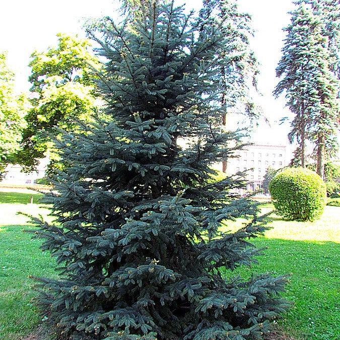 Picea pungens 'Fat Albert' ~ Fat Albert Blue Spruce-ServeScape