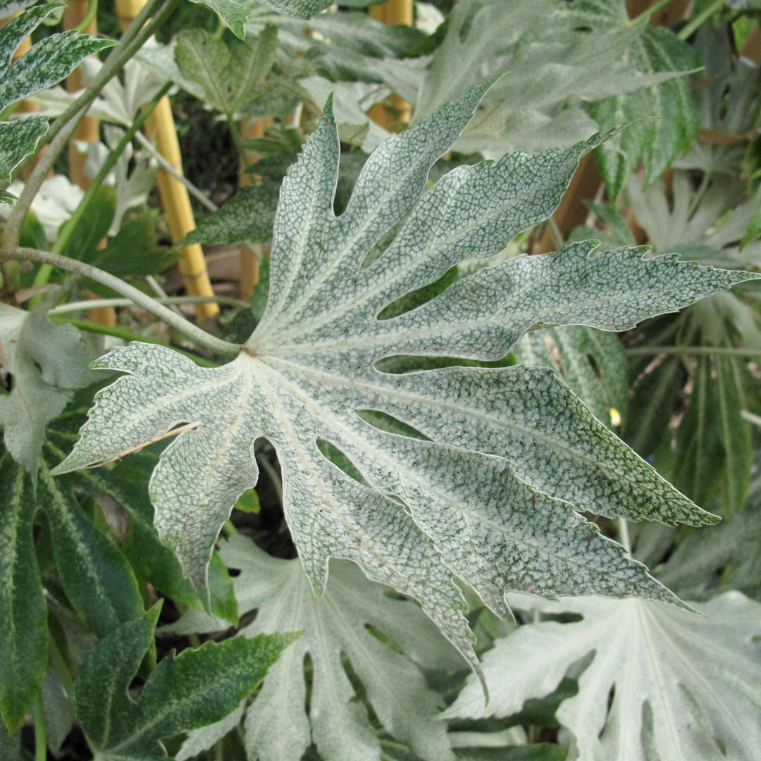 Fatsia japonica 'Spider's Web' ~ Spider's Web Fatsia-ServeScape