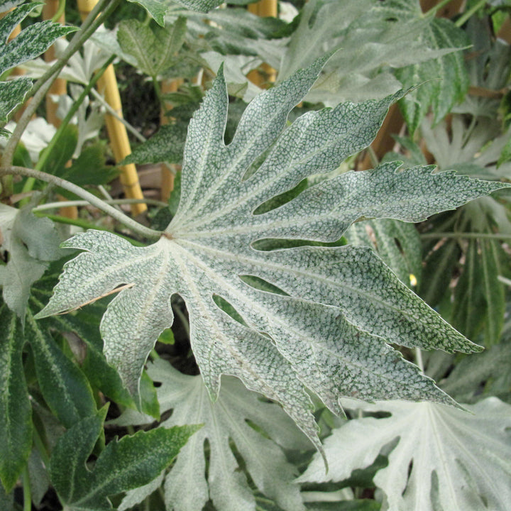 Fatsia japonica 'Spider's Web' ~ Spider's Web Fatsia-ServeScape