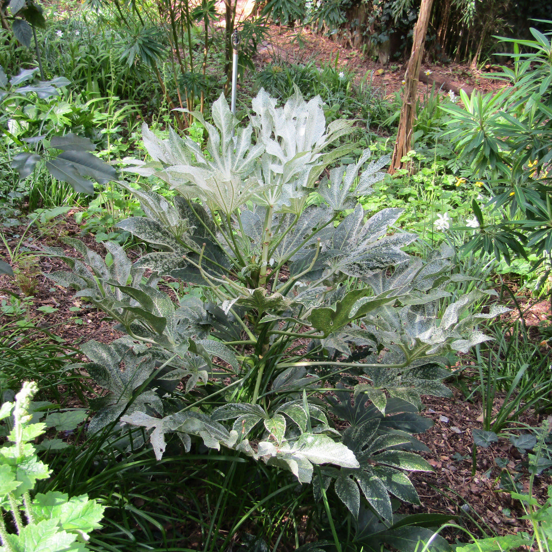 Fatsia japonica 'Spider's Web' ~ Spider's Web Fatsia-ServeScape