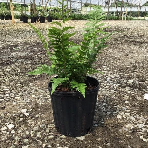 Dryopteris ludoviciana ~ Southern Shield Fern-ServeScape