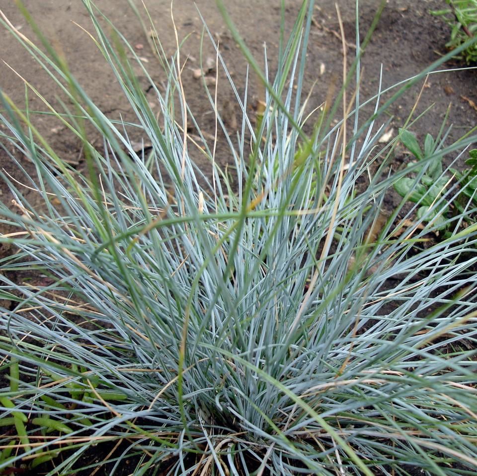 Festuca glauca 'Elijah Blue' ~ Monrovia® Blue Fescue-ServeScape