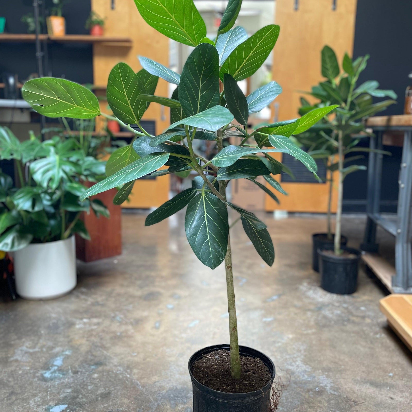 Ficus benghalensis ~ Monrovia® Ficus Audrey-ServeScape