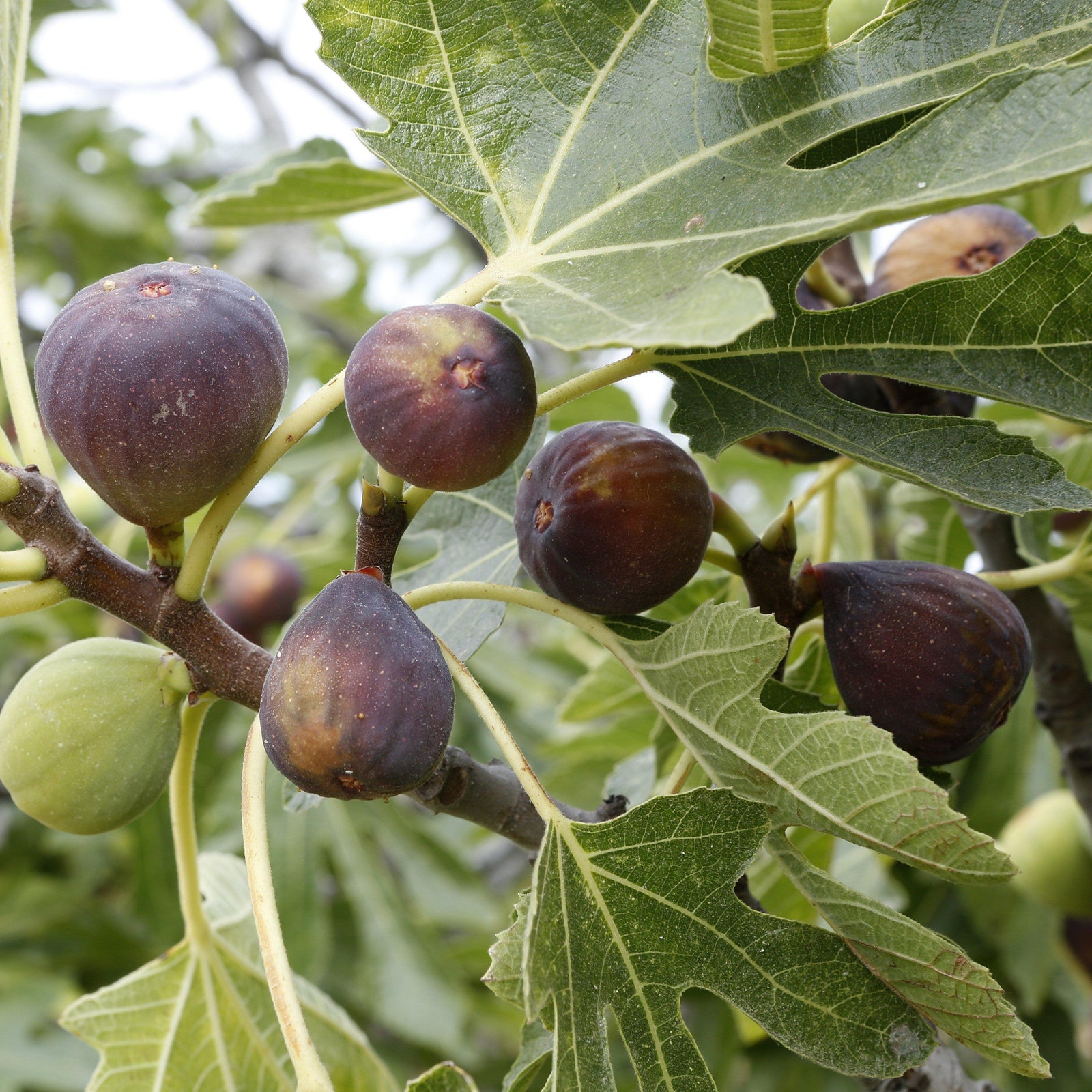 Ficus carica 'Black Mission' ~ Monrovia® Black Mission Fig-ServeScape