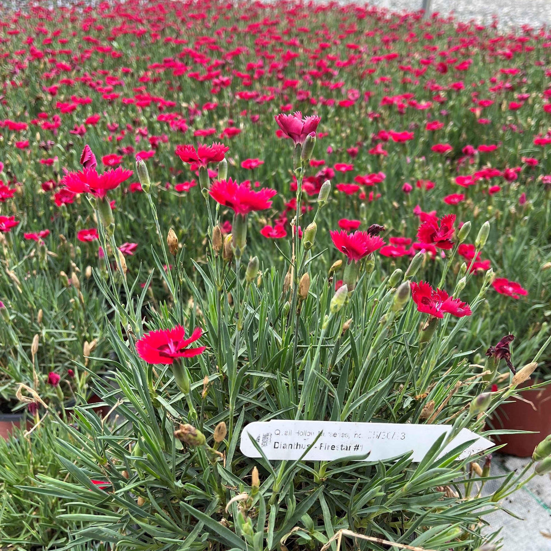 Dianthus 'Devon Xera' ~ Firestar Dianthus, Cheddar Pinks-ServeScape