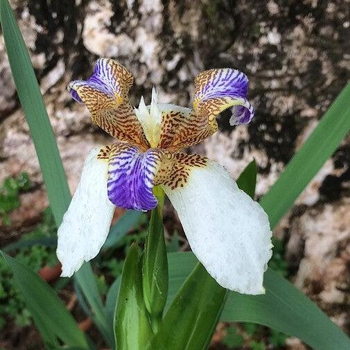 Trimezia northiana ~ Walking Iris-ServeScape