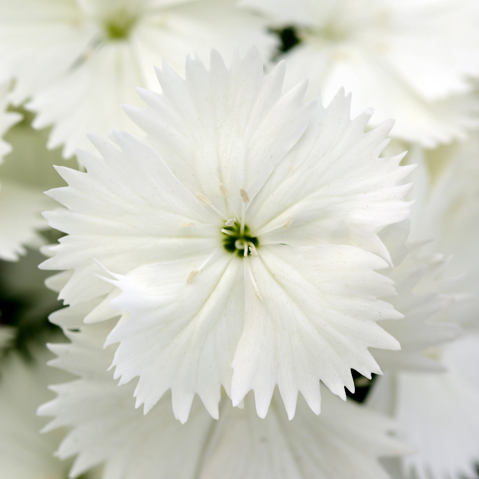 Dianthus chinensis x barbatus 'PAS96834' ~ Floral Lace™ White Dianthus-ServeScape