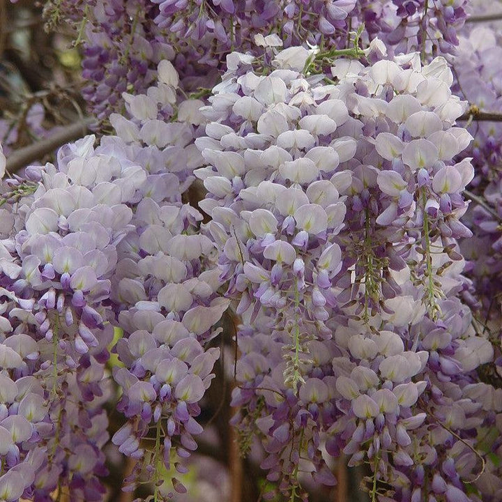 Wisteria sp. ~ Wisteria-ServeScape