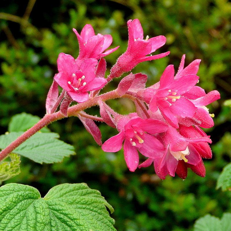 Ribes sanguineum 'King Edward VII' ~ King Edward VII Flowering Currant-ServeScape