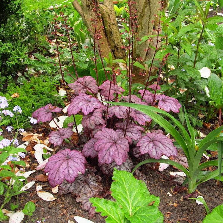 Heuchera 'Electric Plum' ~ Electric Plum Coral Bells-ServeScape