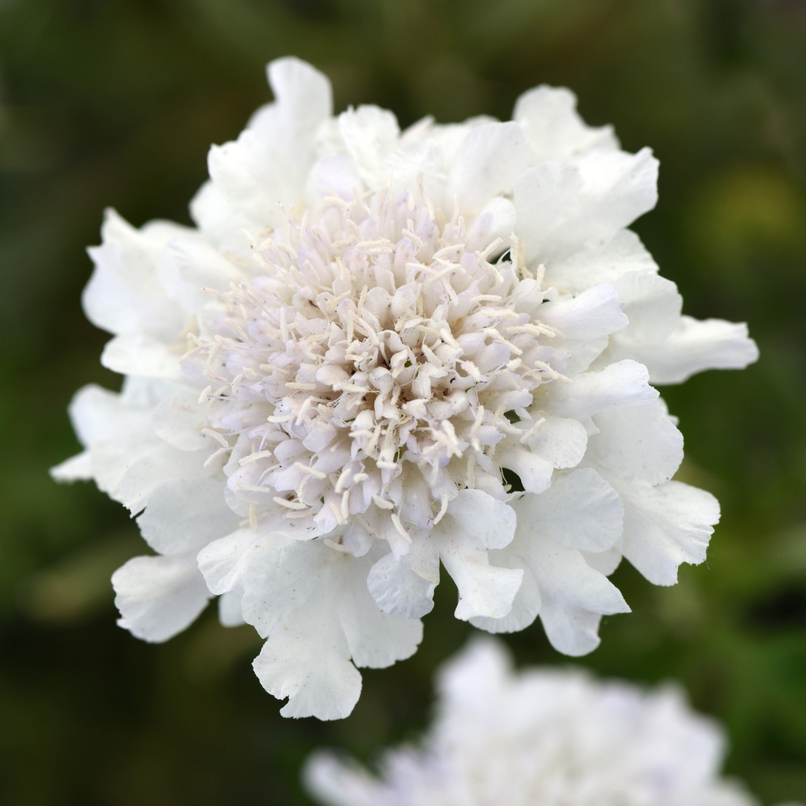Scabiosa columbaria 'Balflutturite' ~ Flutter® Pure White Pincushion Flower-ServeScape