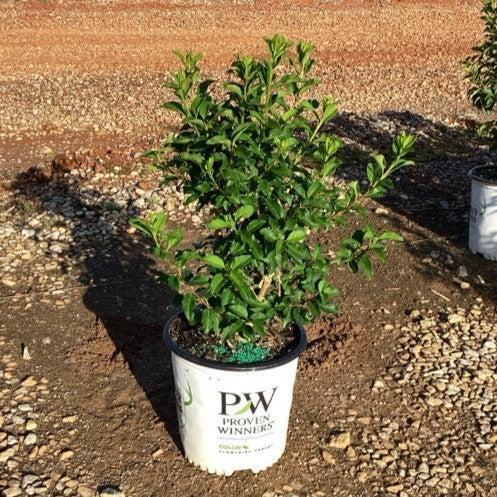 Forsythia x intermedia 'Mindor' ~ Show Off® Forsythia-ServeScape