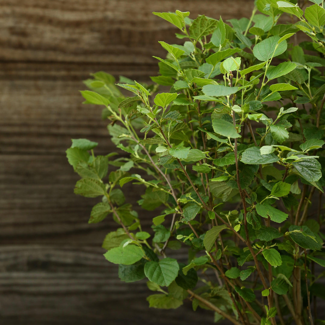 Fothergilla 'Mount Airy' ~ Mount Airy Fothergilla-ServeScape