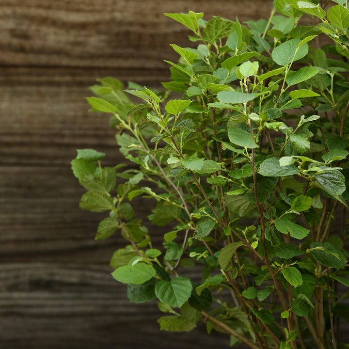 Fothergilla 'Mount Airy' ~ Mount Airy Fothergilla-ServeScape