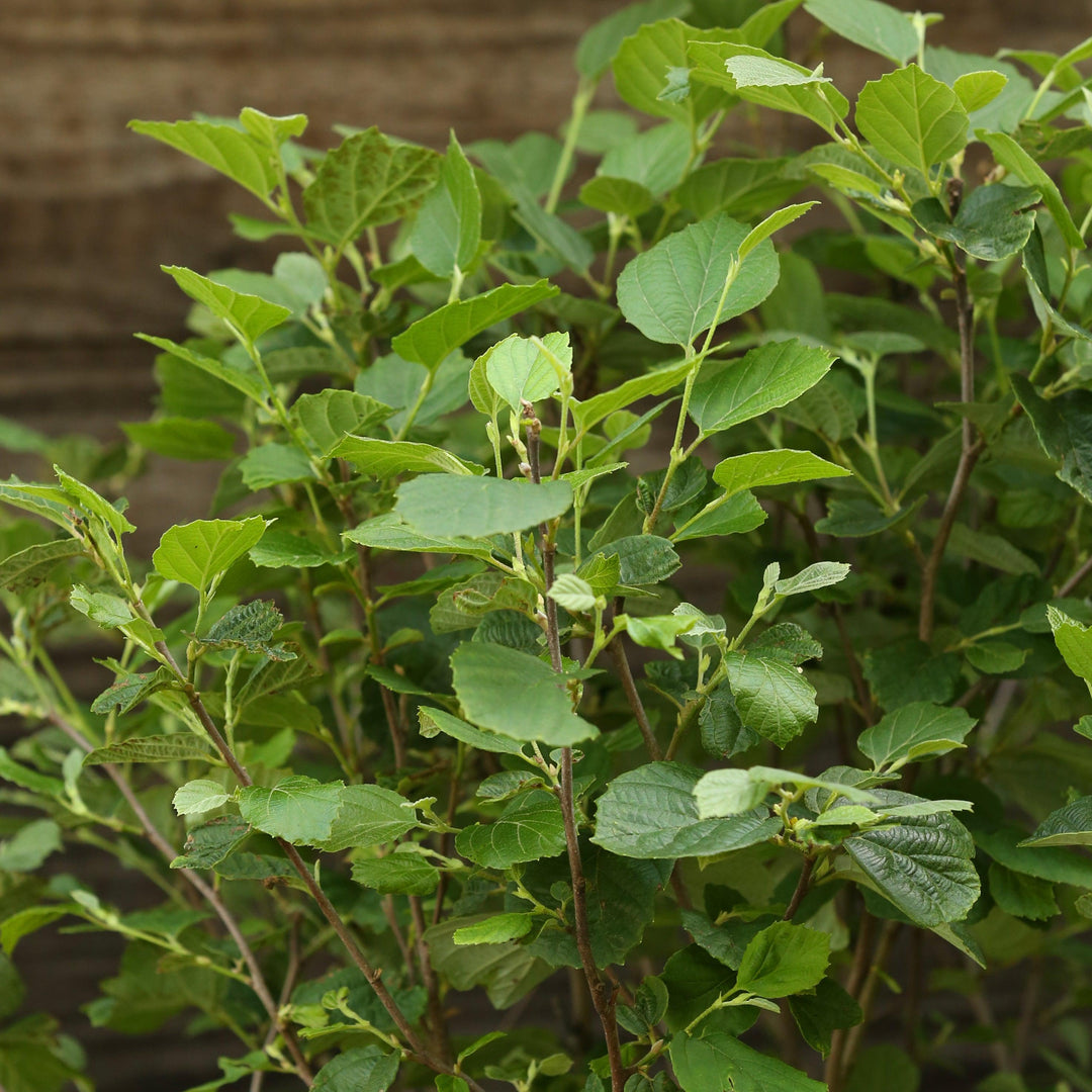 Fothergilla 'Mount Airy' ~ Mount Airy Fothergilla-ServeScape