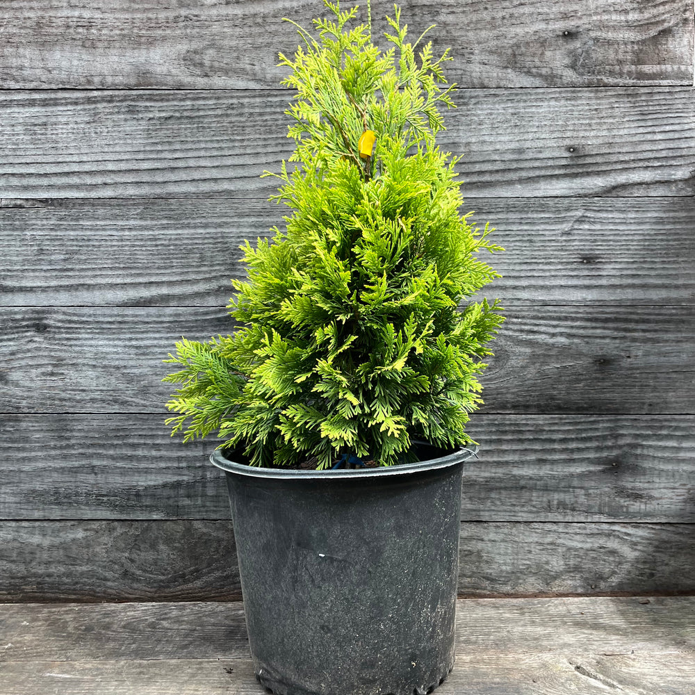 Thuja occidentalis 'Yellow Ribbon' ~ Yellow Ribbon Arborvitae-ServeScape