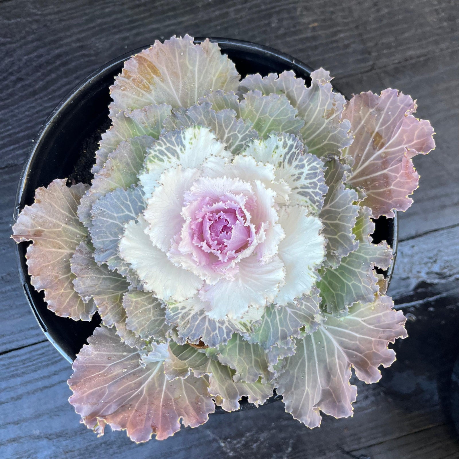 Brassica oleracea (Acephala Group) 'Osaka White' ~ Osaka White Ornamental Cabbage-ServeScape