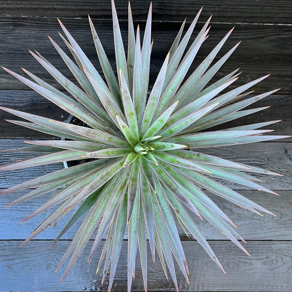 Yucca filamentosa 'Magenta Magic' ~ Magenta Magic Yucca-ServeScape