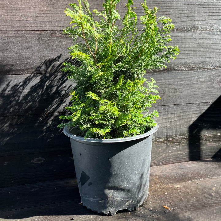 Chamaecyparis obtusa 'Gracilis' ~ Slender Hinoki False Cypress-ServeScape