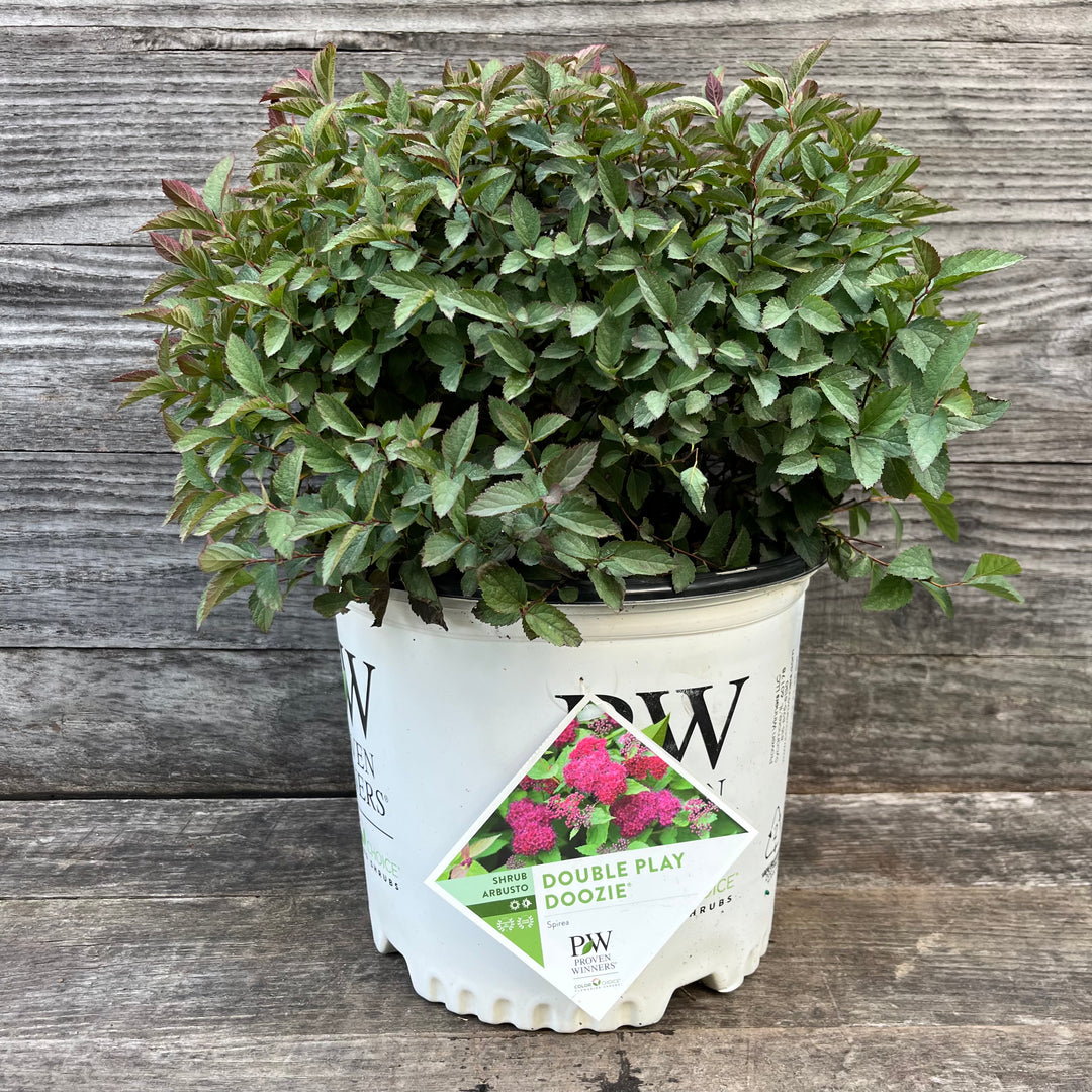 Spiraea x 'NCSX2' ~ Double Play® Doozie Spirea-ServeScape