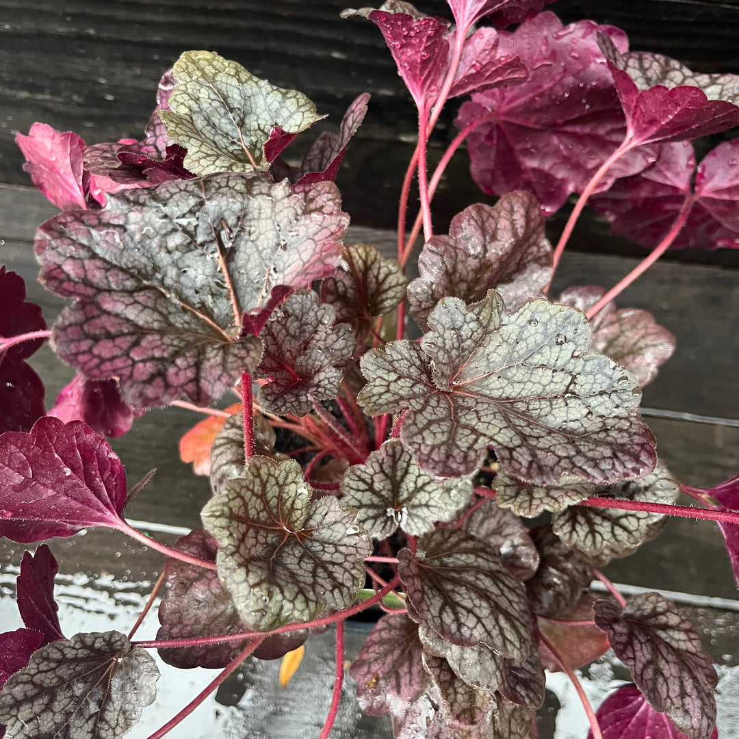 Heuchera 'Grape Expectations' ~ Grape Expectations Coral Bells-ServeScape