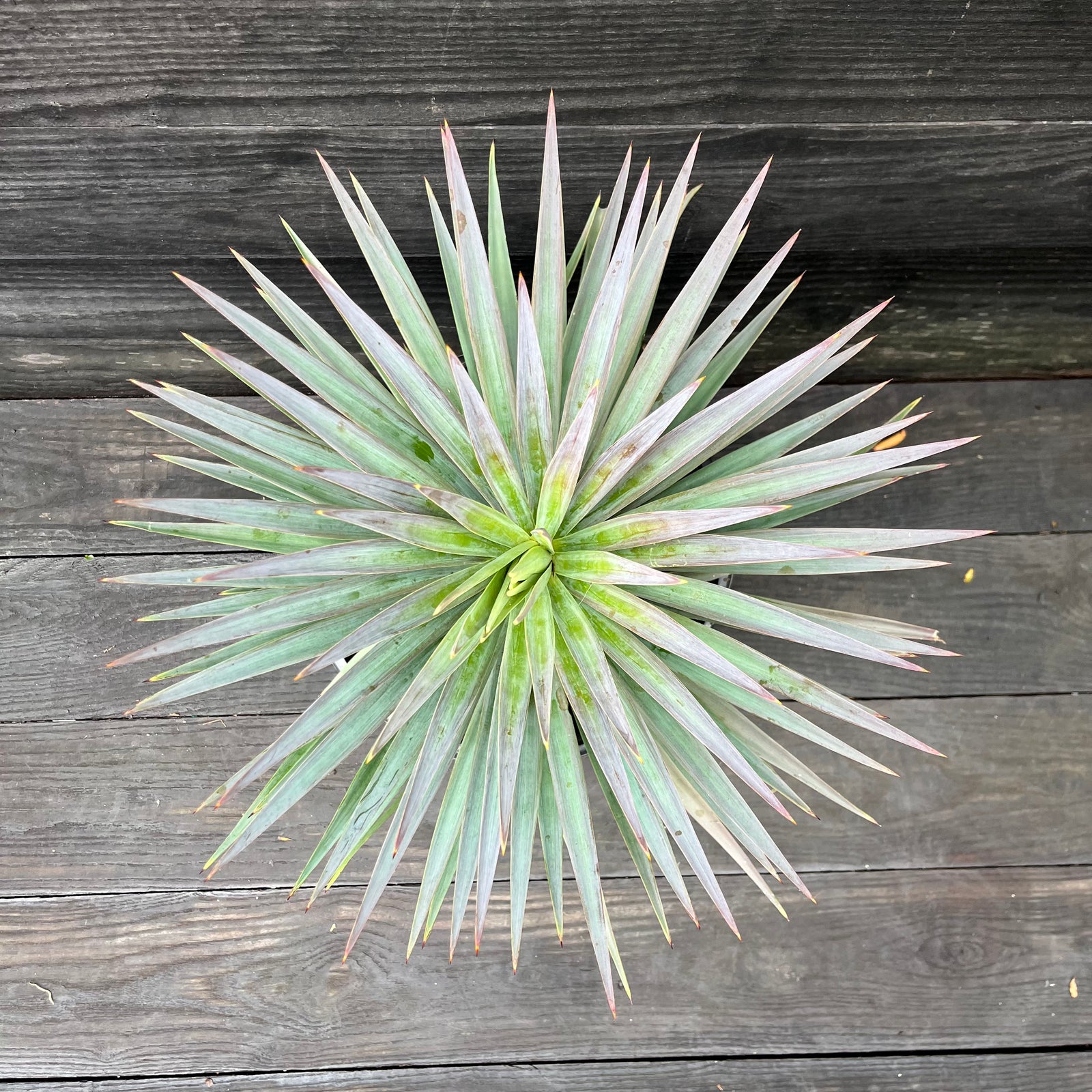 Yucca filamentosa 'Magenta Magic' ~ Magenta Magic Yucca-ServeScape