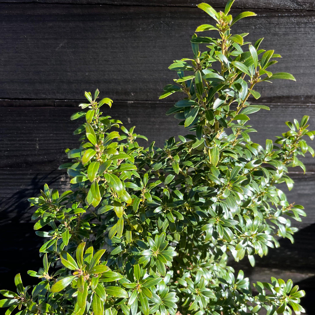 Ilex glabra 'SMNIGAB17' ~ Gem Box® Inkberry Holly-ServeScape