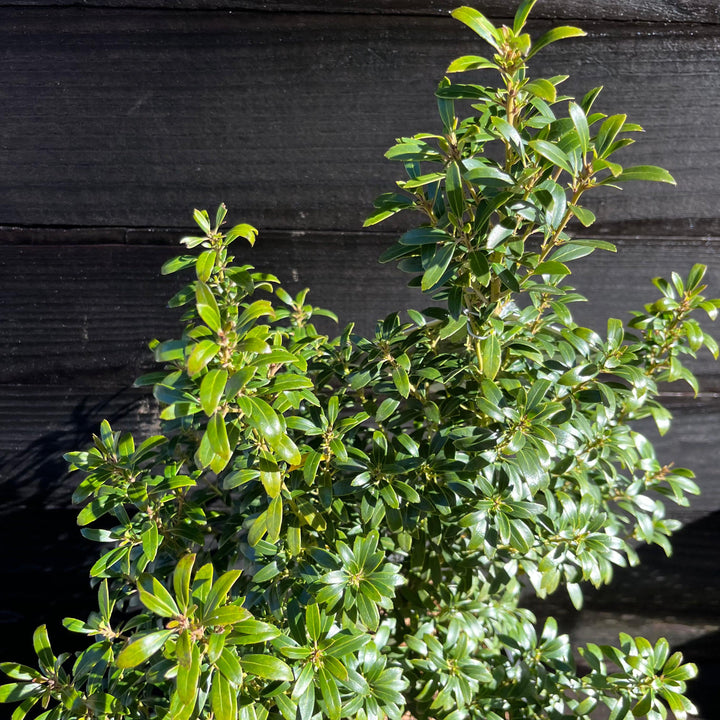 Ilex glabra 'SMNIGAB17' ~ Gem Box® Inkberry Holly-ServeScape