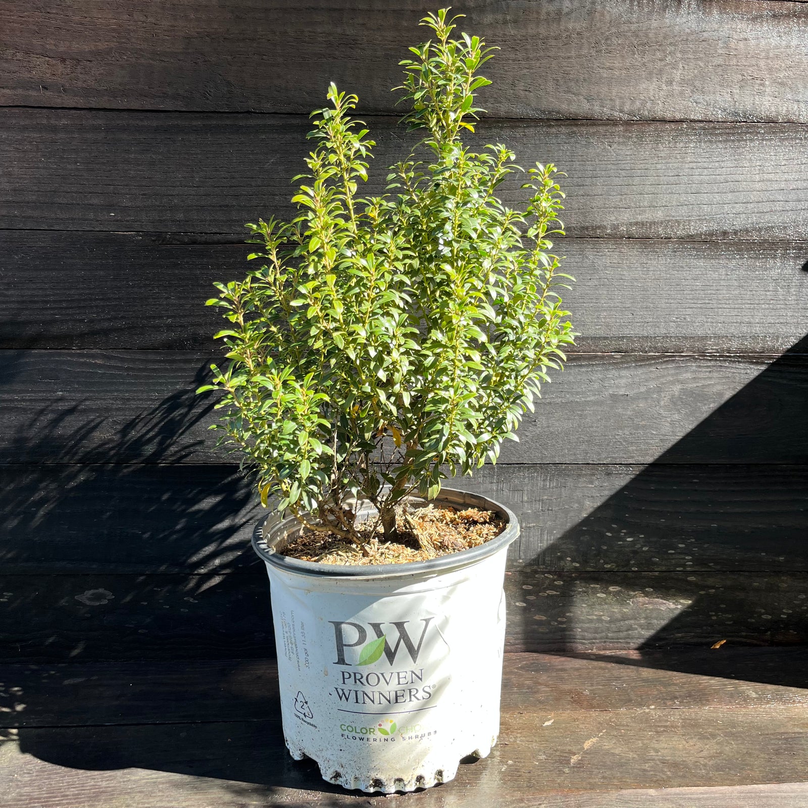 Ilex glabra 'SMNIGAB17' ~ Gem Box® Inkberry Holly-ServeScape