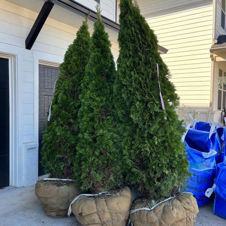 Thuja occidentalis 'DeGroot's Spire' ~ DeGroot's Spire Arborvitae no-ServeScape