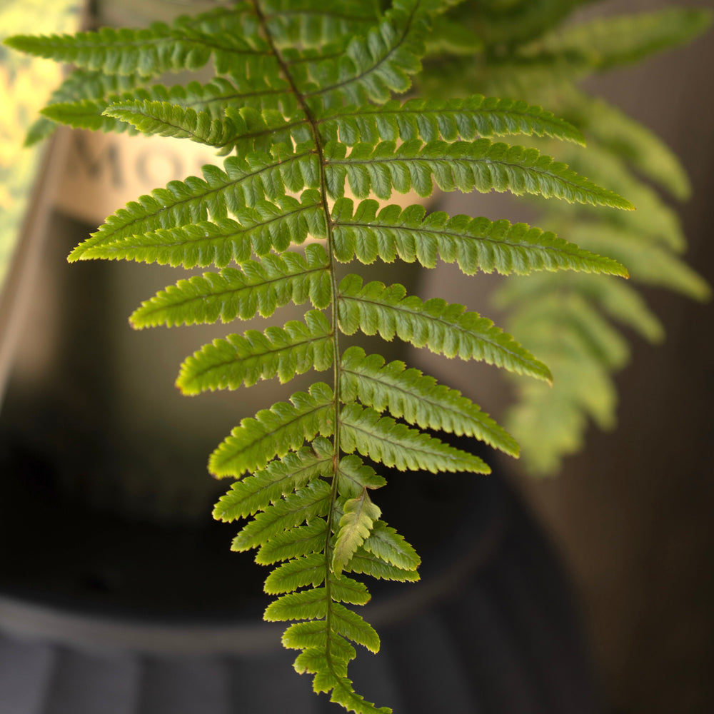 Dryopteris wallichiana 'Jurassic Gold' ~ Monrovia® Jurassic Gold Fern-ServeScape