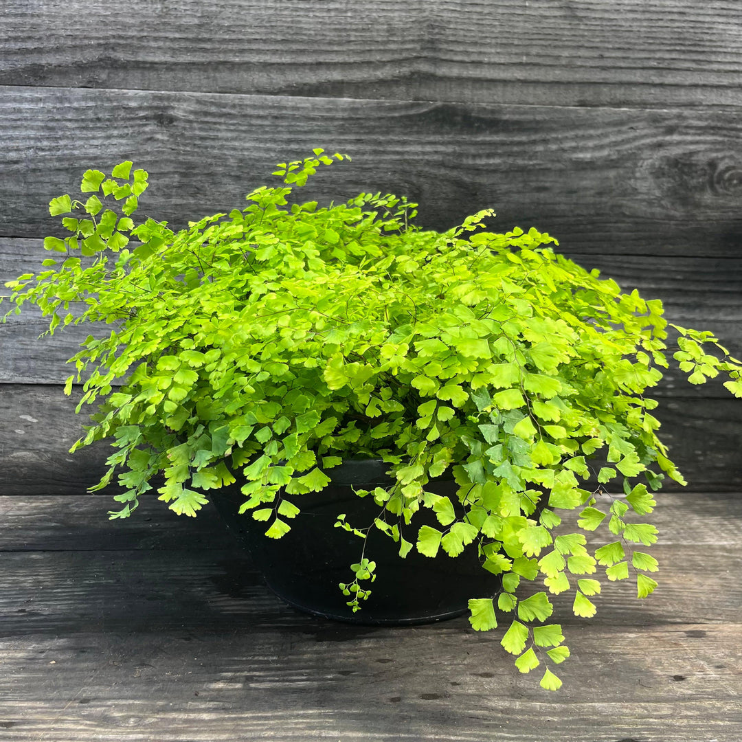 Adiantum x mariesii ~ Hardy Maidenhair Fern-ServeScape