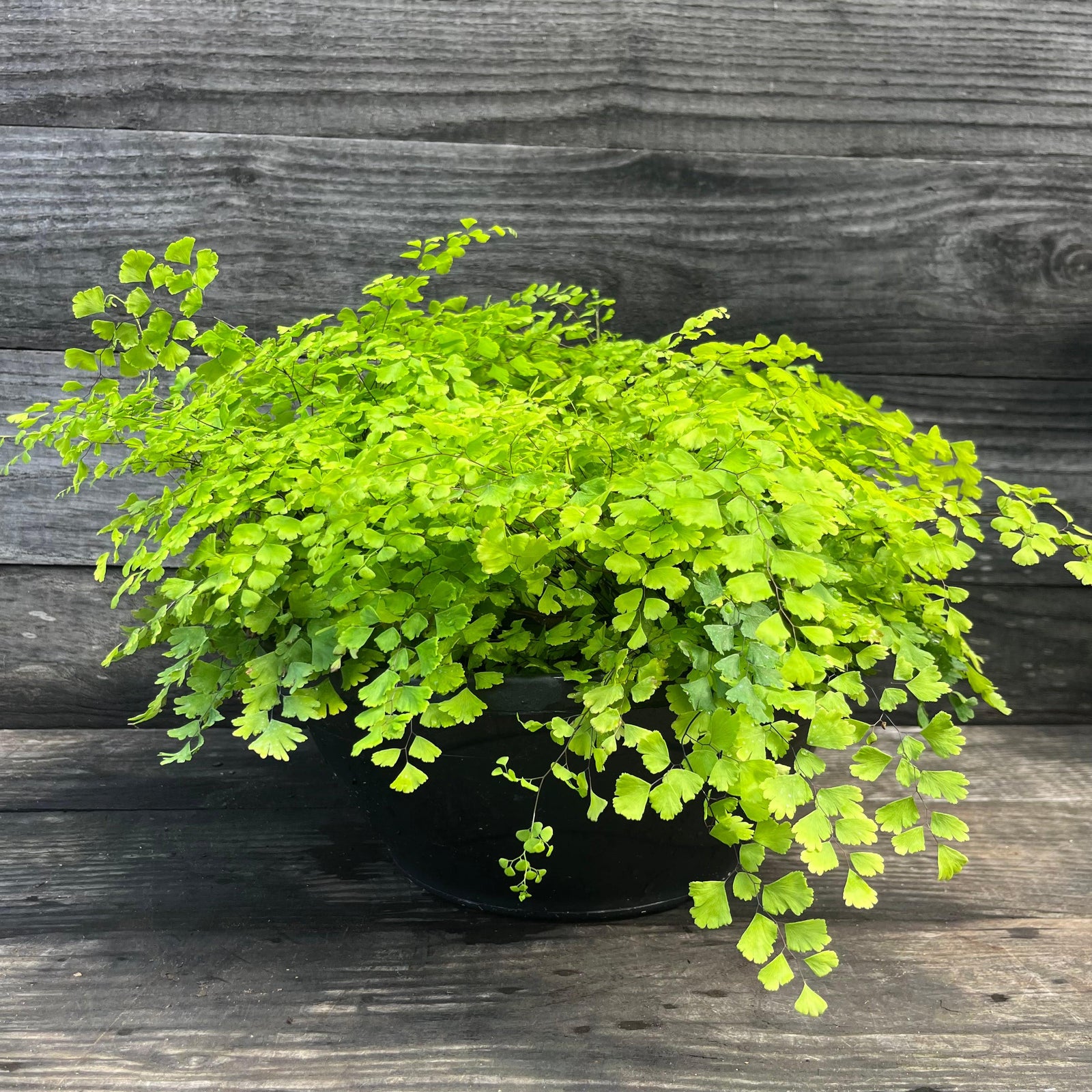 Adiantum x mariesii ~ Hardy Maidenhair Fern-ServeScape