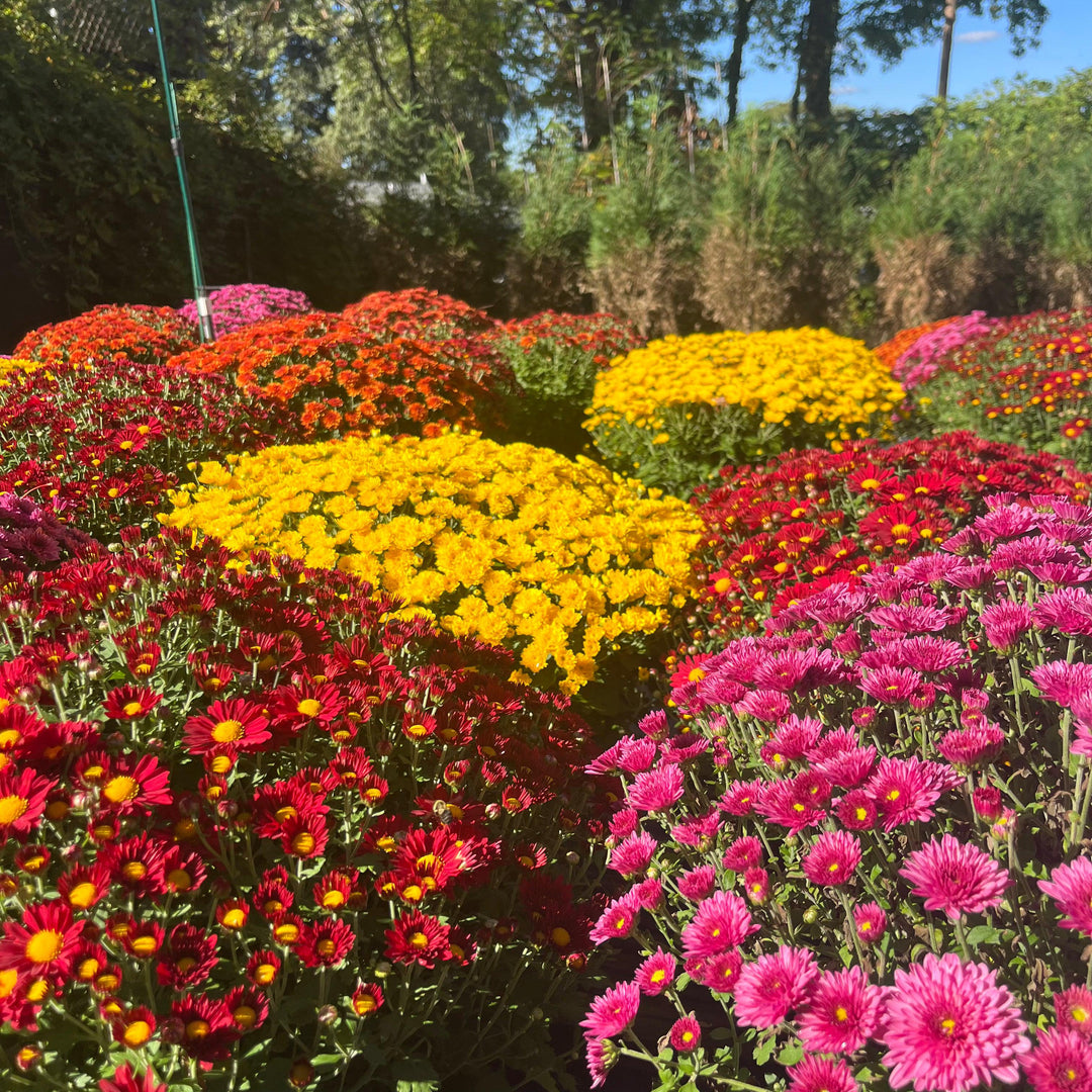 ~ Garden Mums, Assorted Colors-ServeScape