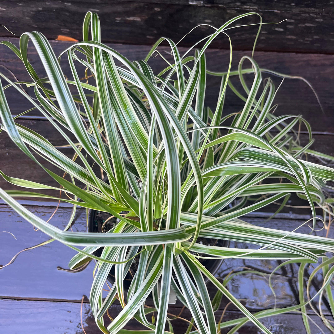 Carex oshimensis 'Feather Falls' ~ Feather Falls Sedge-ServeScape