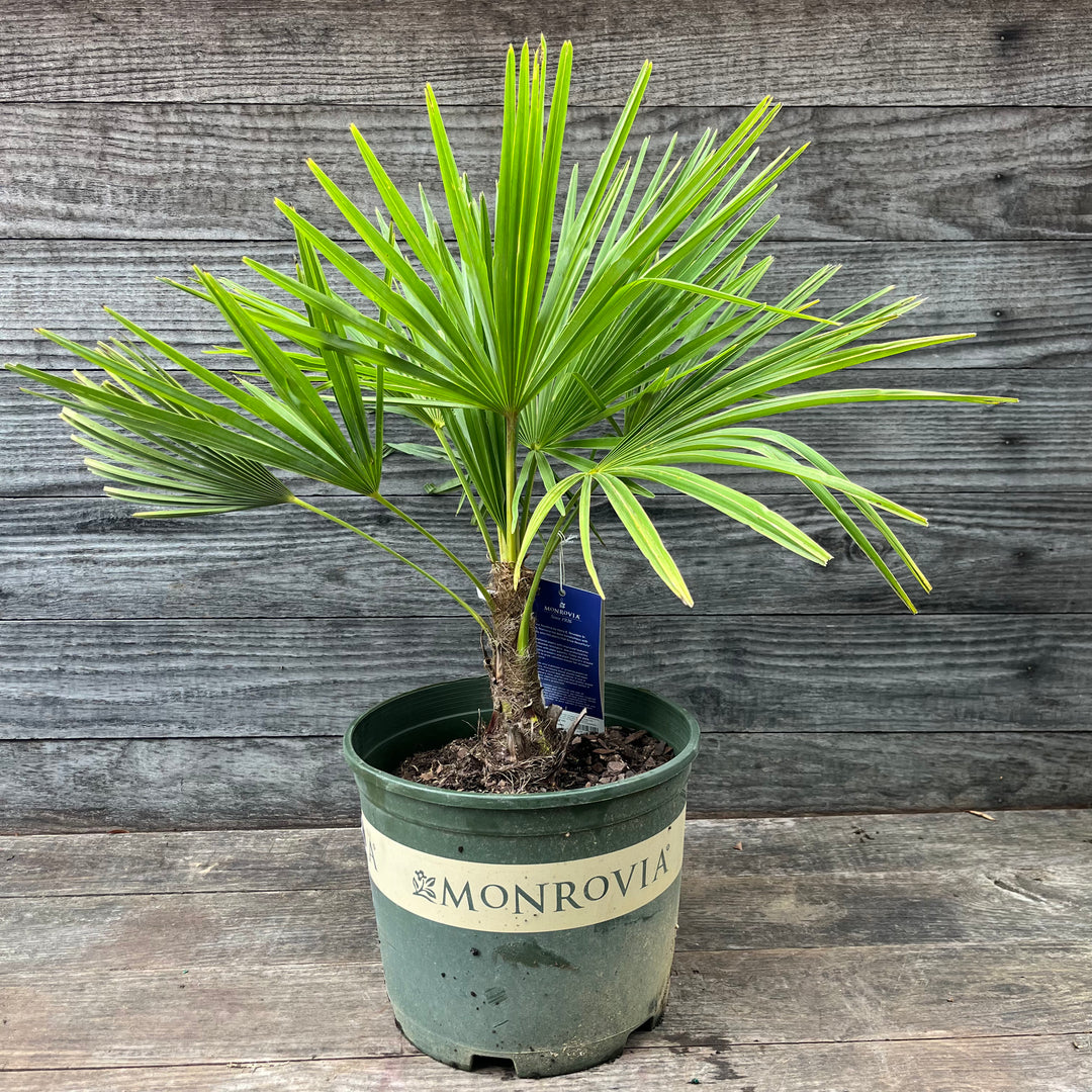 Trachycarpus fortunei ~ Monrovia® Windmill Palm-ServeScape