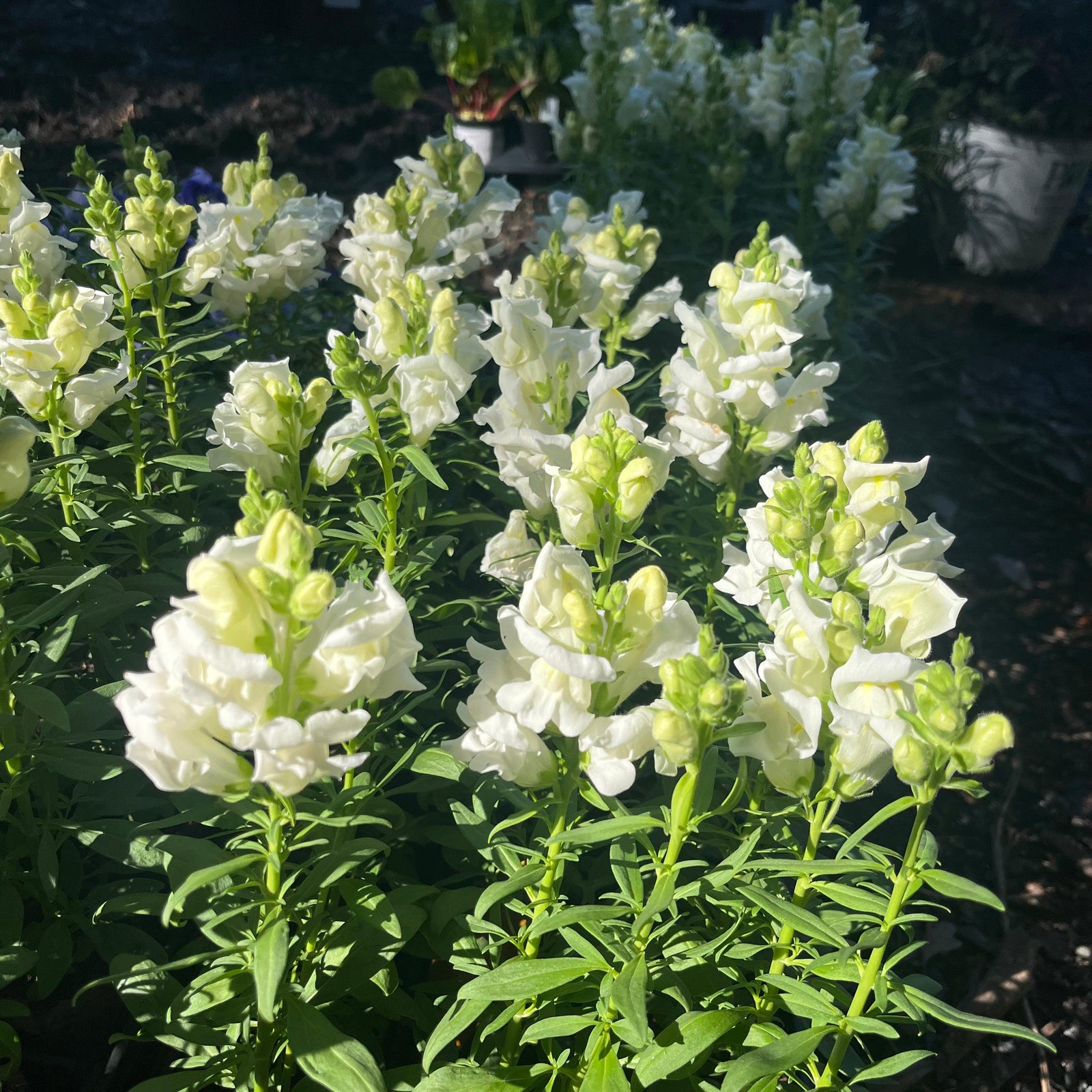 Antirrhinum majus 'Liberty Classic White' ~ Liberty Classic™ White Dwarf Snapdragon-ServeScape
