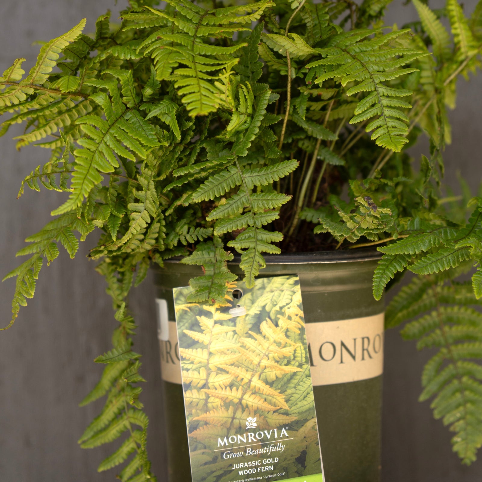 Dryopteris wallichiana 'Jurassic Gold' ~ Monrovia® Jurassic Gold Fern-ServeScape