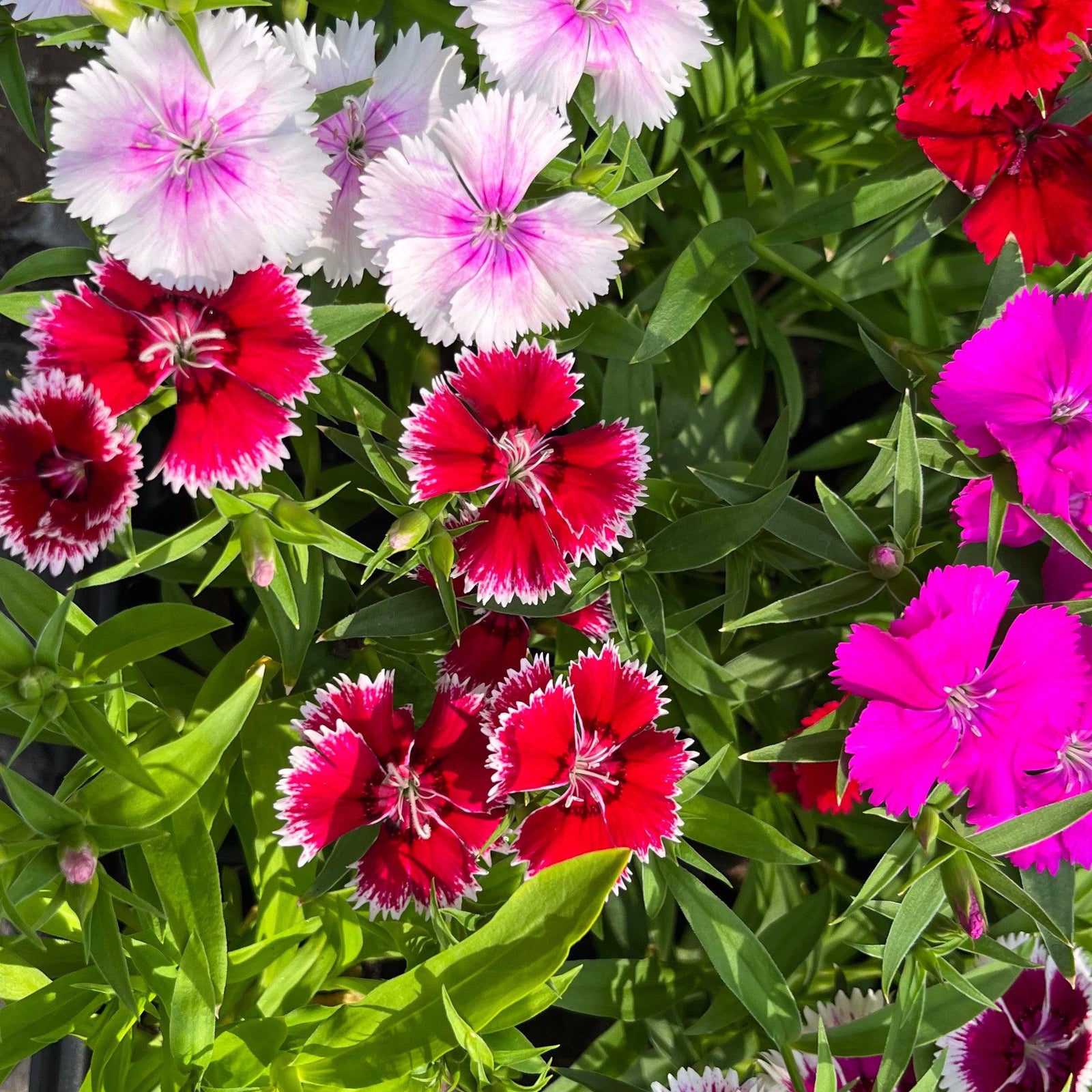 Dianthus 'Ideal Select Mix' ~ Ideal Select™ Mix Dianthus-ServeScape