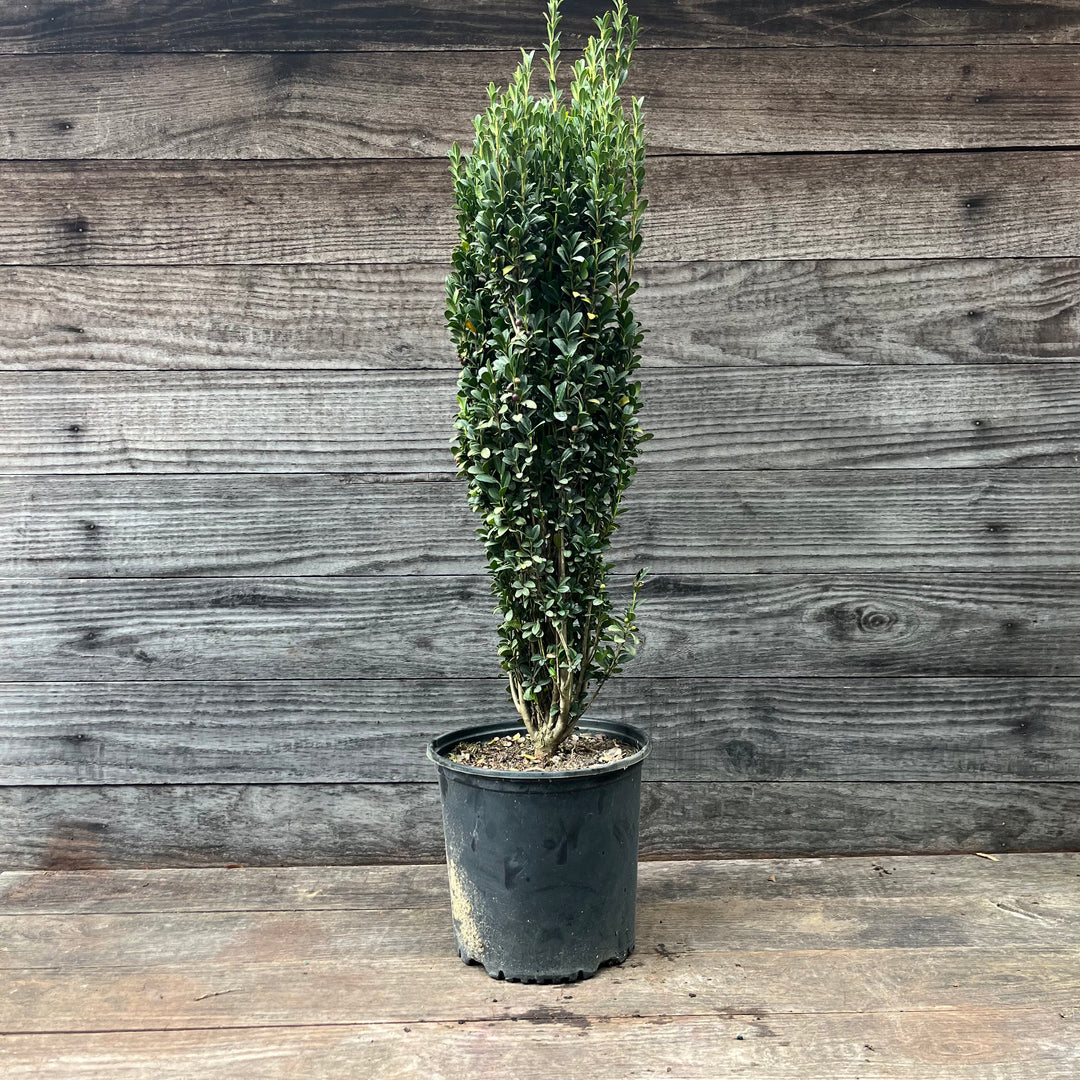 Ilex crenata 'Sky Pencil' ~ Sky Pencil Japanese Holly-ServeScape