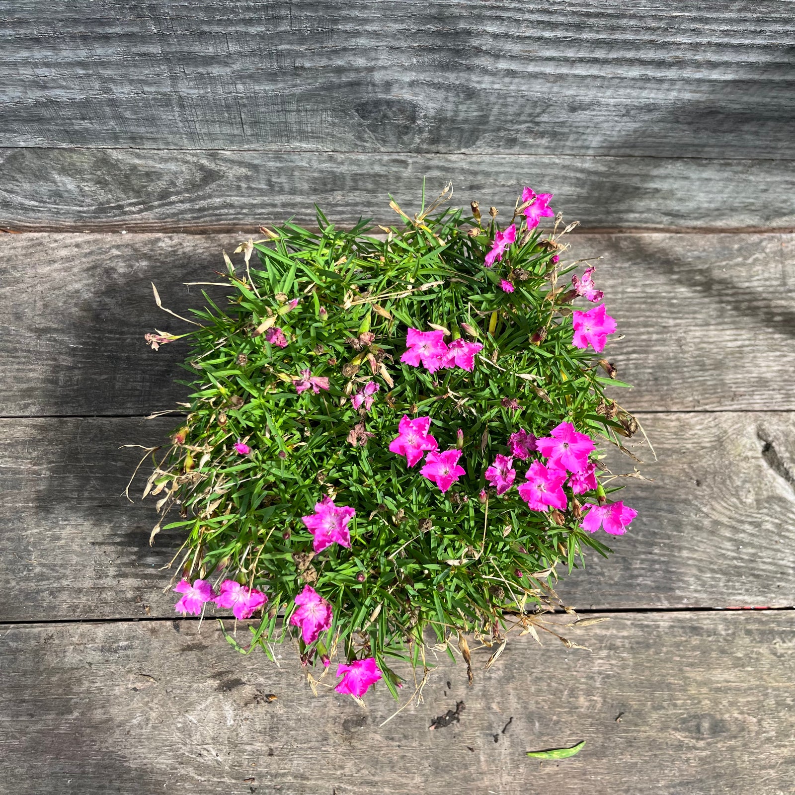 Dianthus 'Kahori' ~ Kahori Dianthus, Carnation-ServeScape