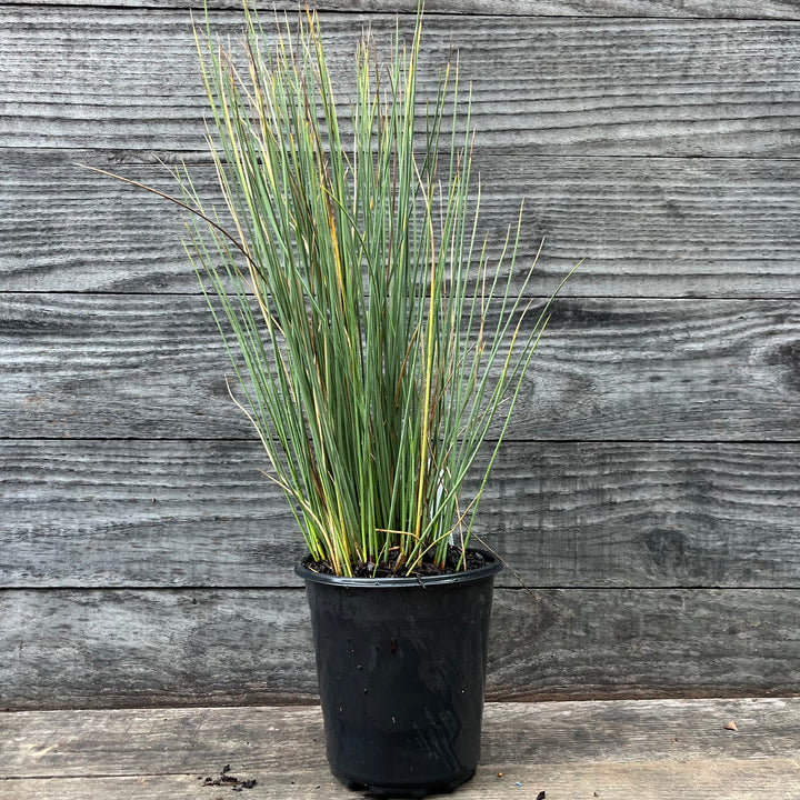 Juncus inflexus 'Blue Arrows' ~ Blue Arrows Rush-ServeScape