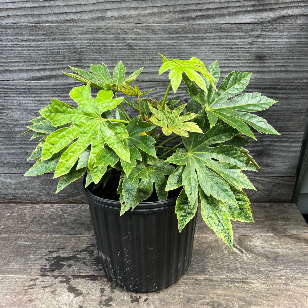 Fatsia japonica 'Spider's Web' ~ Spider's Web Fatsia-ServeScape