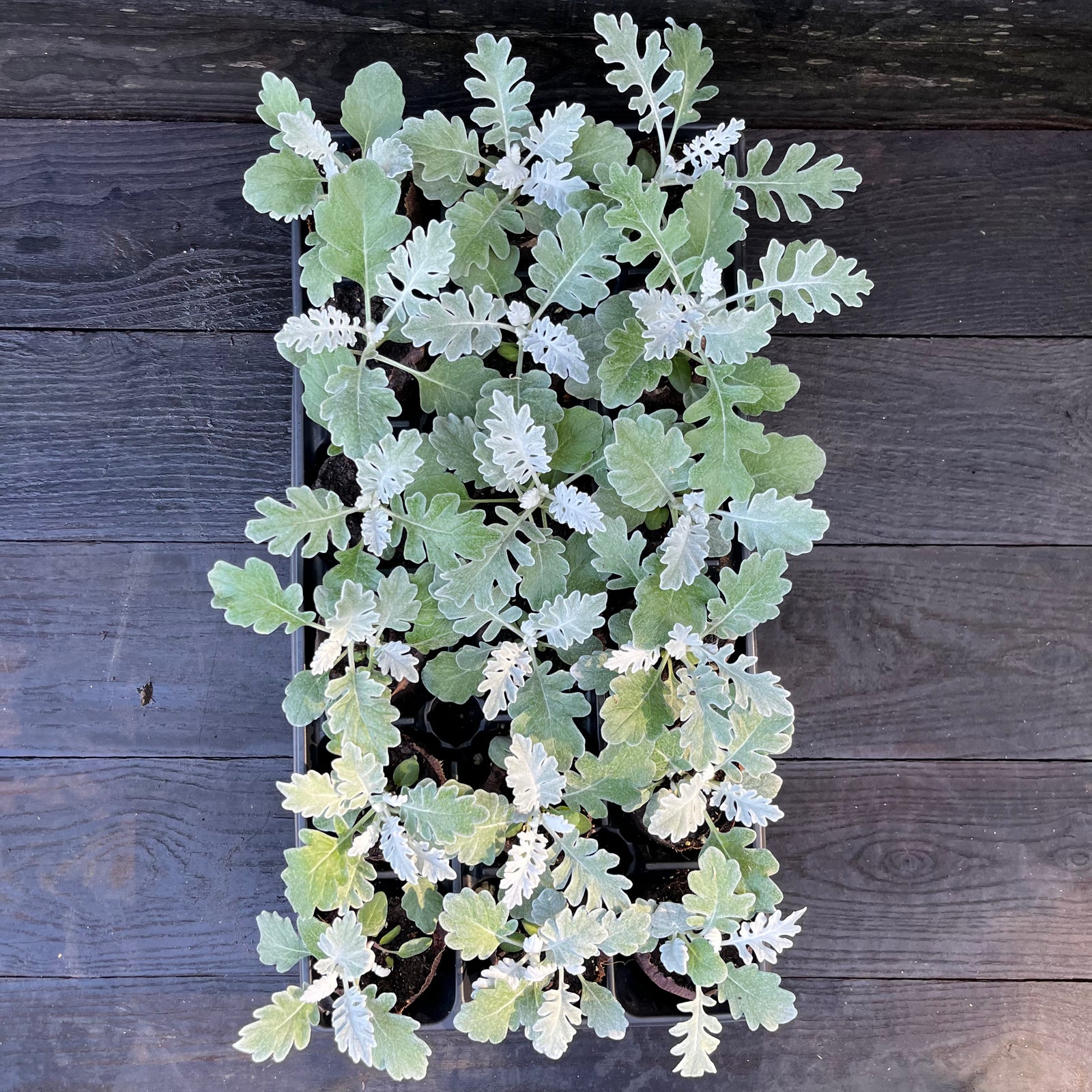 Senecio cineraria 'Silverdust' ~ Silverdust Dusty Miller-ServeScape