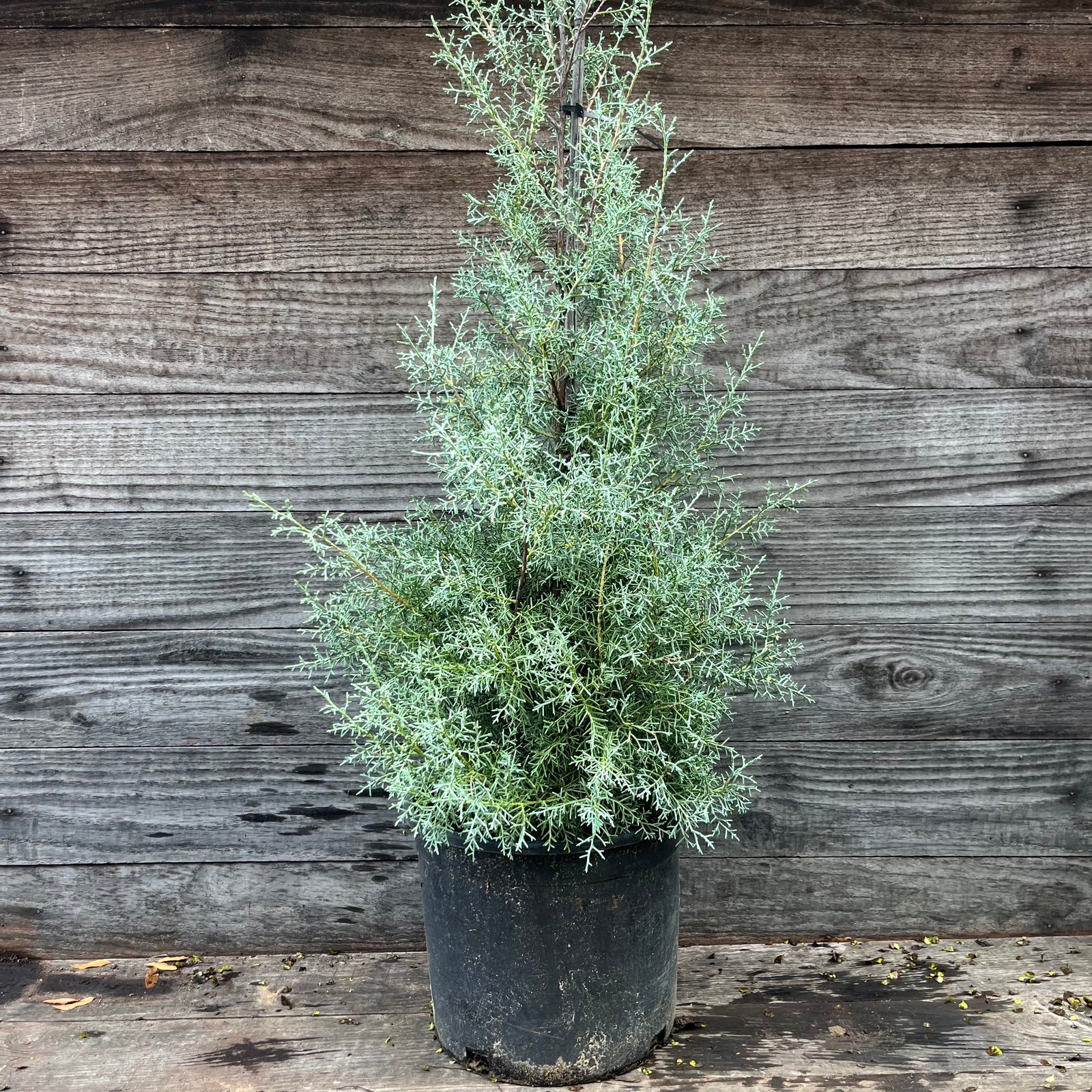 Cupressus arizonica glabra 'Carolina Sapphire' ~ Carolina Sapphire, Smooth Arizona Cypress-ServeScape