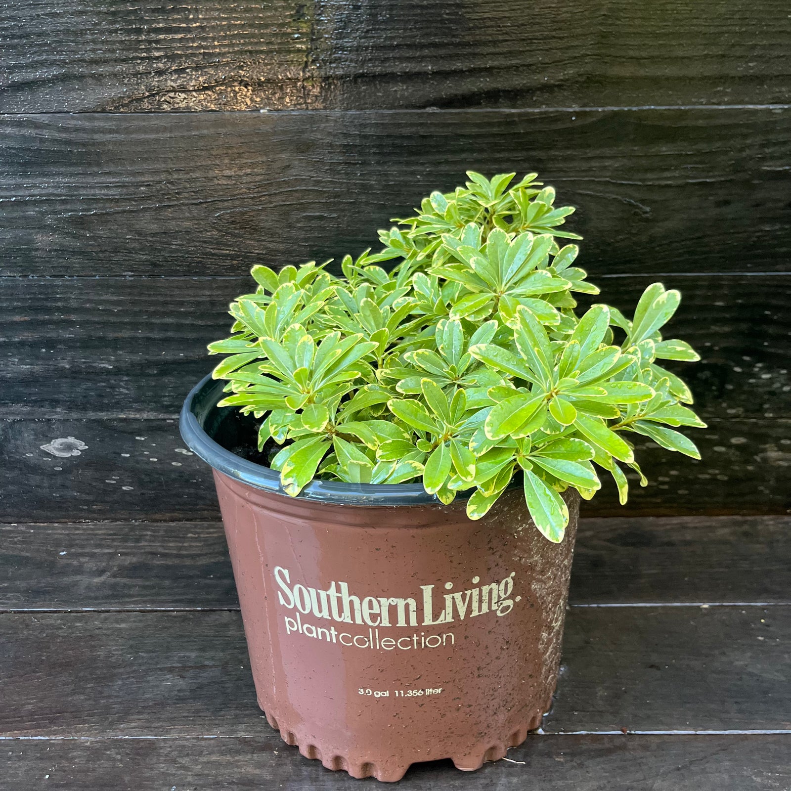 Pittosporum tobira 'CNI Three' ~ Mojo® Dwarf Pittosporum, Japanese Mock Orange-ServeScape