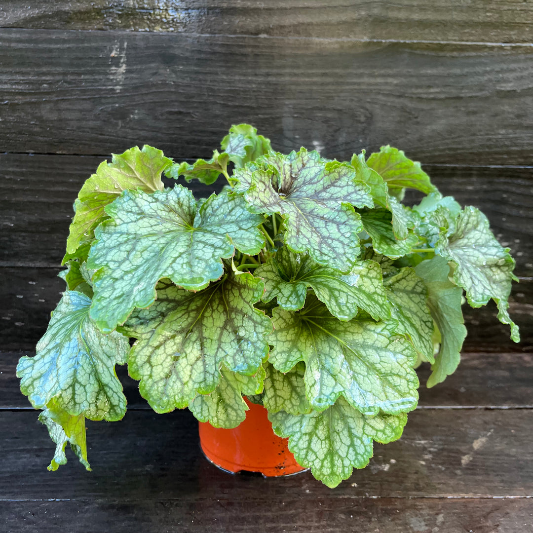 Heuchera x villosa ‘Carnival Cocomint’ ~ Carnival Cocomint Coral Bells-ServeScape