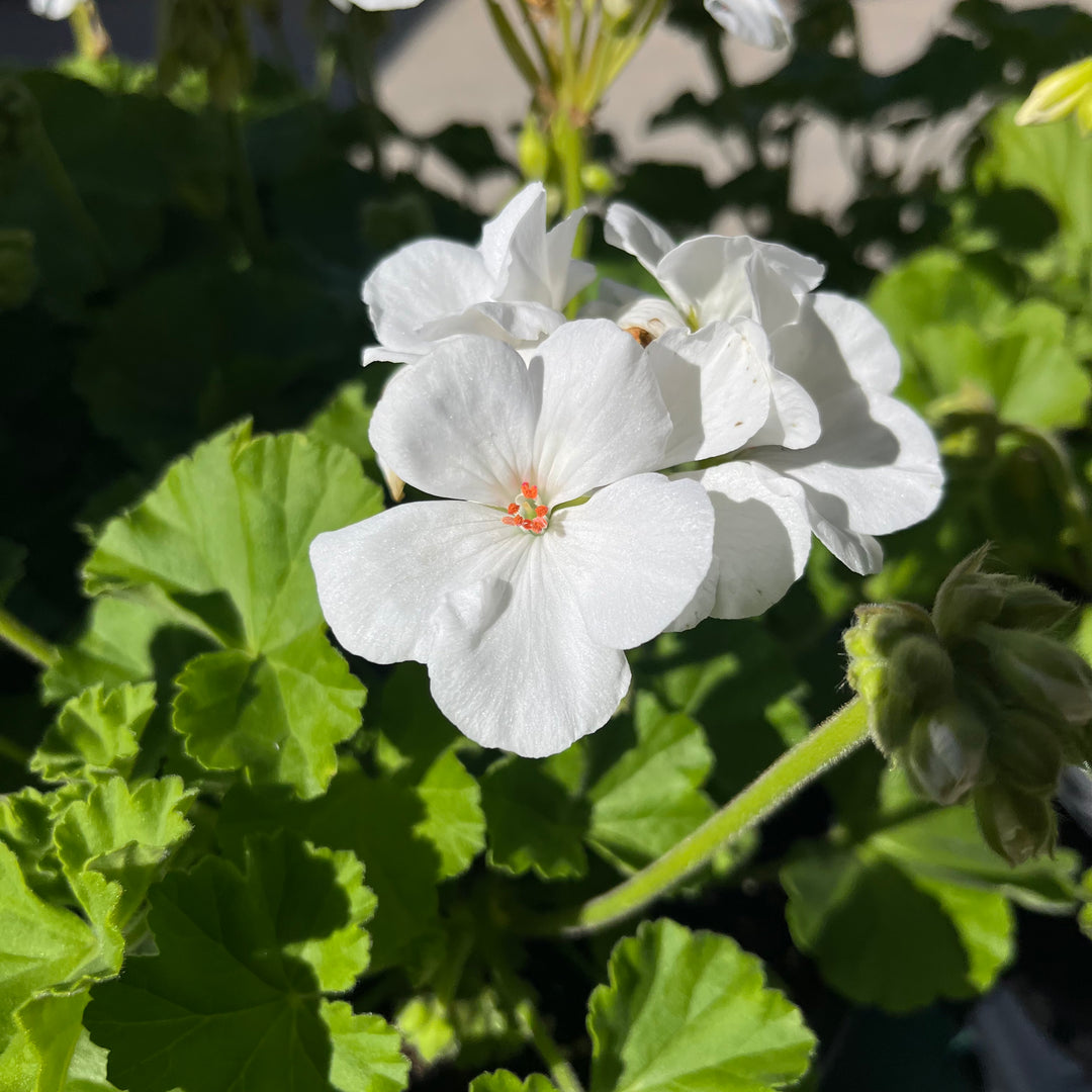 Pelargonium zonal 'Americana White' ~ Americana® White Zonal Geranium-ServeScape